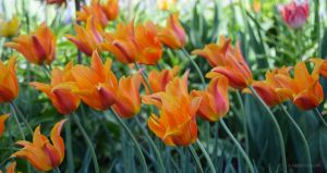 Orange Tulips Leaning